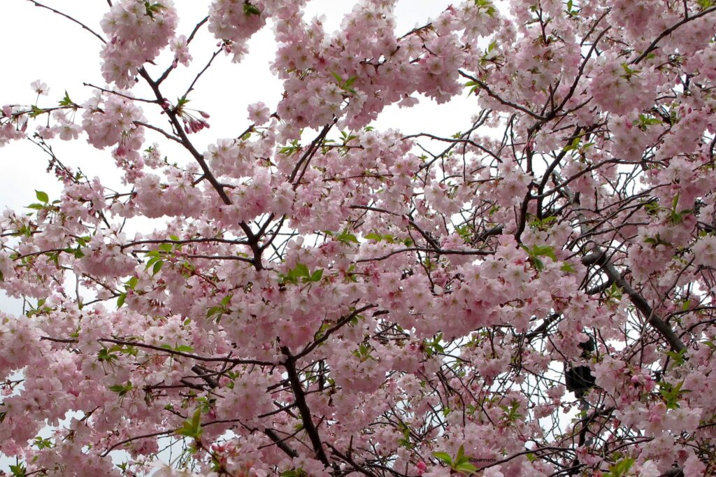 Primavera vista